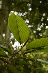 Dipterocarpus retusus