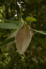 Dipterocarpus retusus