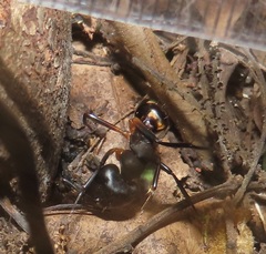 Camponotus sexpunctatus