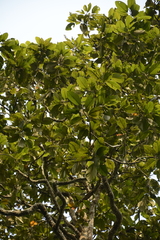 Dipterocarpus retusus