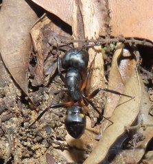Camponotus sexpunctatus