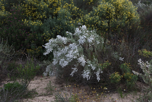 Eriocephalus racemosus, photograph 5