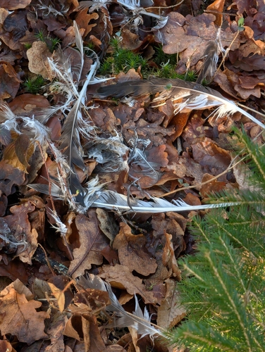 View observation of {o.common_name} on iNaturalist