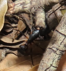 Camponotus sexpunctatus