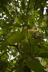 Dipterocarpus retusus