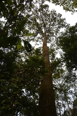 Dipterocarpus retusus