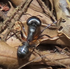 Camponotus sexpunctatus