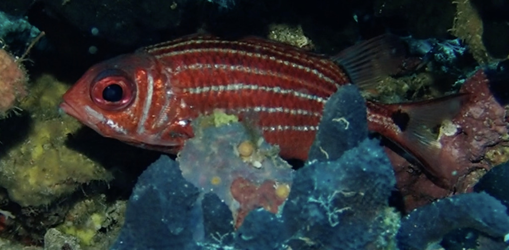 Horned squirrelfish (Sargocentron cornutum) — Holocentridae