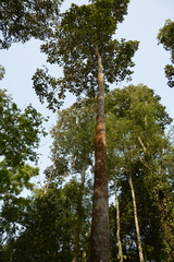 Dipterocarpus retusus