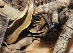 Camponotus sexpunctatus