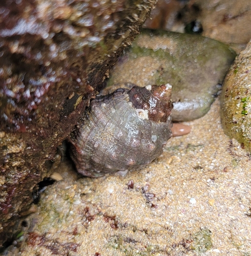 Stramonita haemastoma