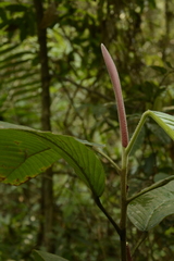 Dipterocarpus retusus