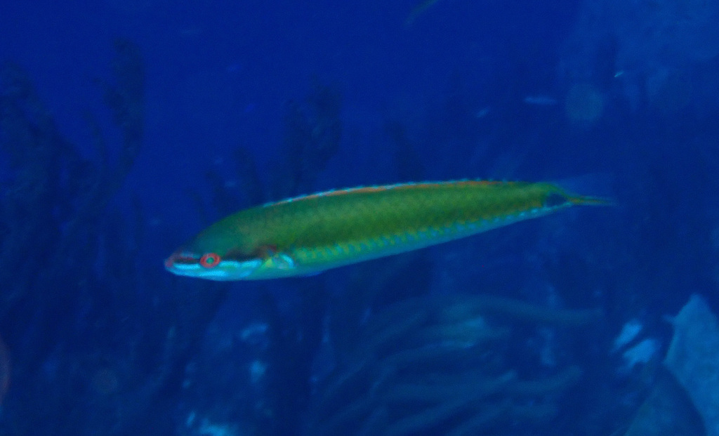 Painted wrasse (Halichoeres pictus) — Labridae