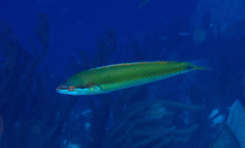 Painted wrasse (Halichoeres pictus) — Labridae