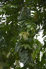 Duabanga grandiflora