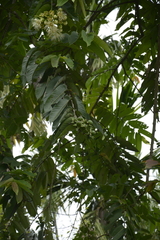Duabanga grandiflora