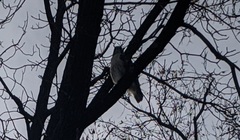 Buteo jamaicensis