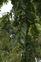 Duabanga grandiflora