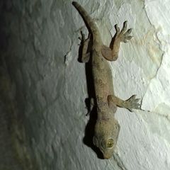 Hemidactylus