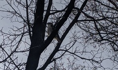 Buteo jamaicensis