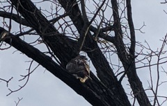 Buteo jamaicensis