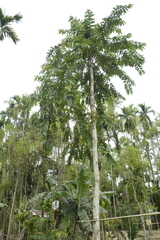 Duabanga grandiflora