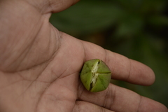 Duabanga grandiflora