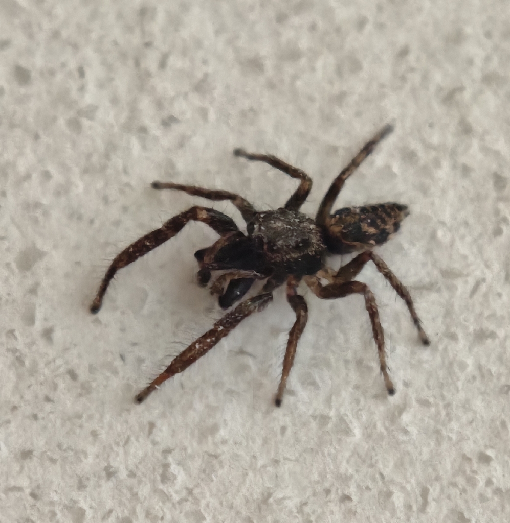 Salticus canariensis