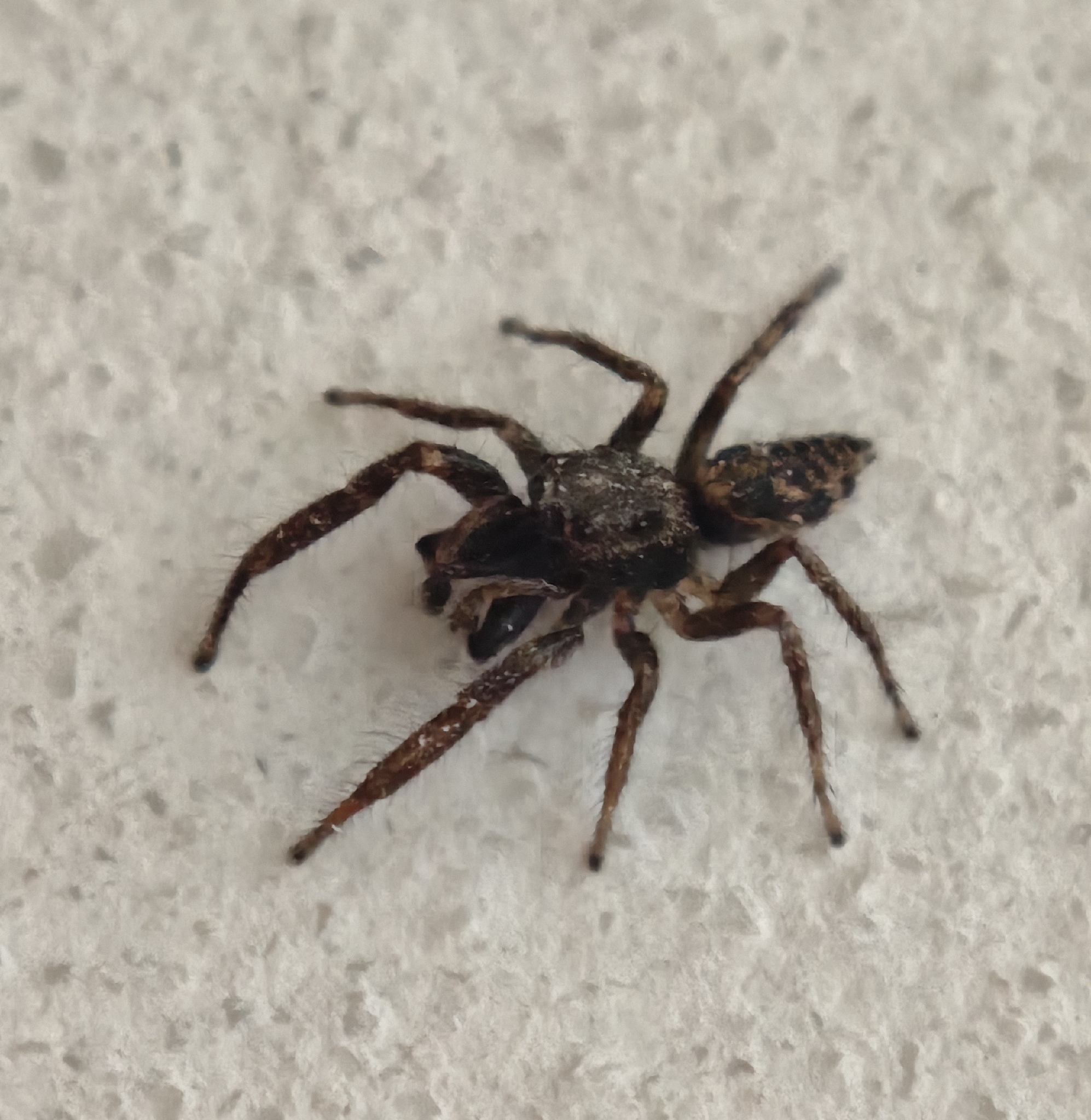 Salticus canariensis