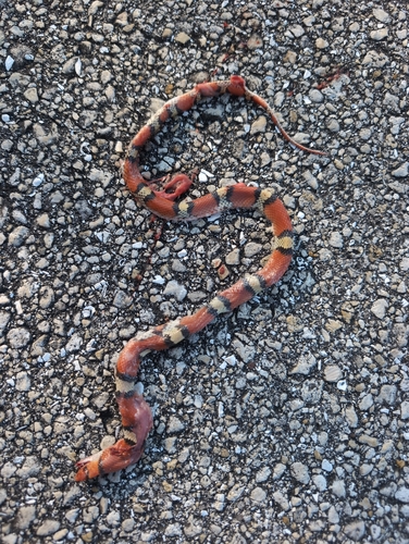 Scarletsnake