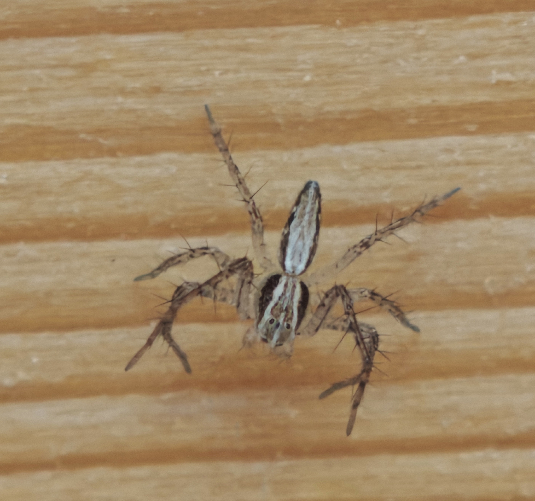 Oxyopes kraepelinorum