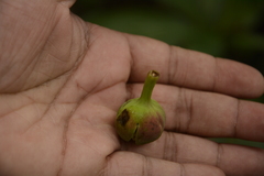 Duabanga grandiflora