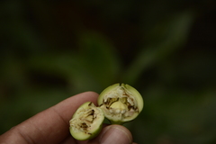 Duabanga grandiflora