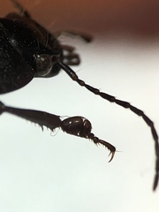 Licinus silphoides