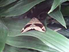 Bastilla