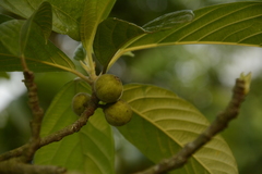 Ficus lamponga