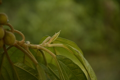 Ficus lamponga