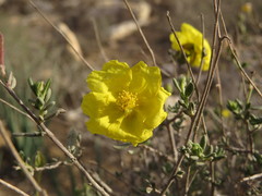 Helianthemum ventosum