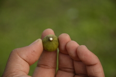 Ficus lamponga
