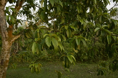 Ficus lamponga