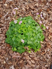 Oxalis debilis