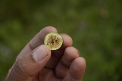 Ficus lamponga