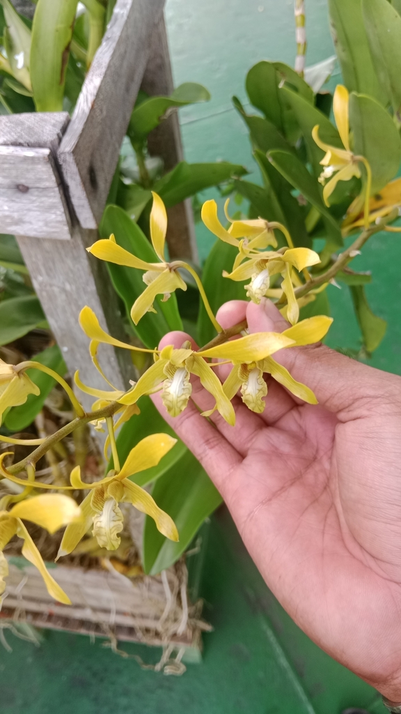 Dendrobium mirbelianum Gaudich.