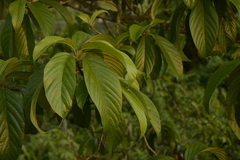 Ficus lamponga
