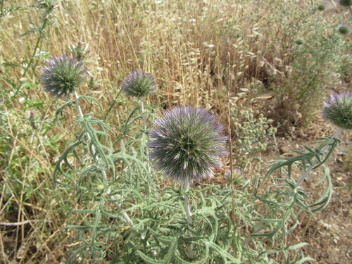 Rough-leaved Globe-thistle (Echinops strigosus)