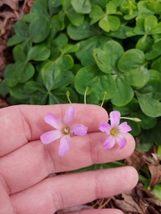 Oxalis debilis