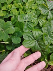 Oxalis debilis