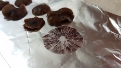 Psilocybe moseri