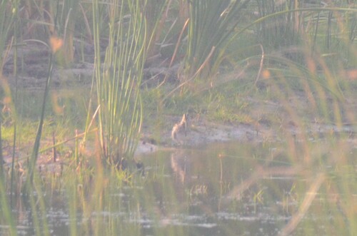 iNaturalist: (c) Daniel Correia, some rights reserved (CC BY-NC), uploaded by Daniel Correia iNaturalist image