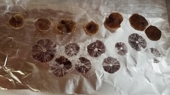 Psilocybe moseri